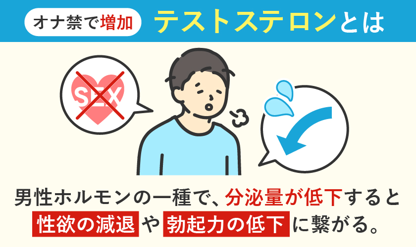テストステロンの分泌量低下で性欲の減退や勃起力の低下