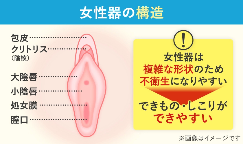 女性器の構造